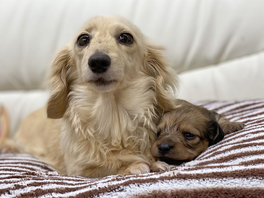 カニンヘン ダックスフンド 犬舎6188 カニンヘン ダックスフンド 犬舎
