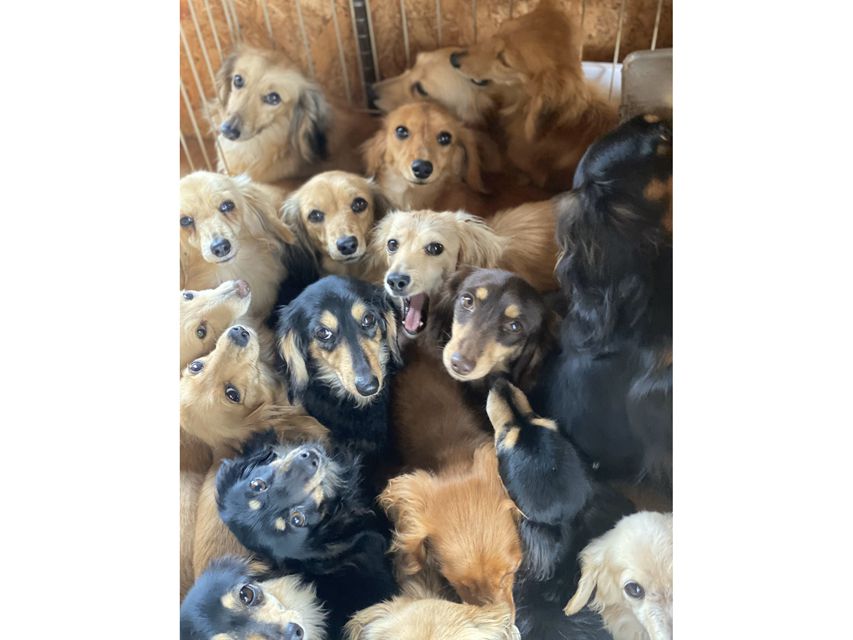 カニンヘン ダックスフンド 犬舎6189 カニンヘン ダックスフンド 犬舎