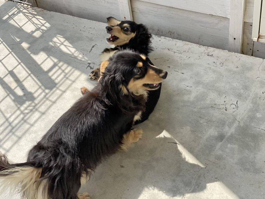 カニンヘン ダックスフンド 犬舎6191 カニンヘン ダックスフンド 犬舎