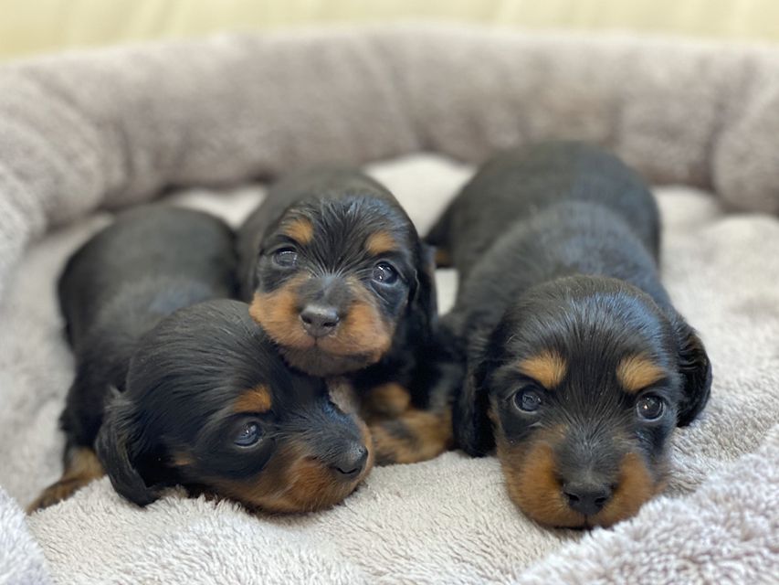 カニンヘン ダックスフンド 犬舎6193 カニンヘン ダックスフンド 犬舎