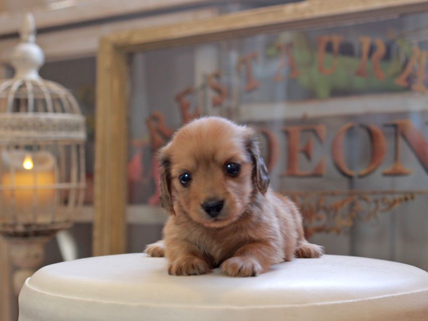 カニンヘン ダックスフンド コメロ&パッションの子犬 レディッシュイエロー 男の子