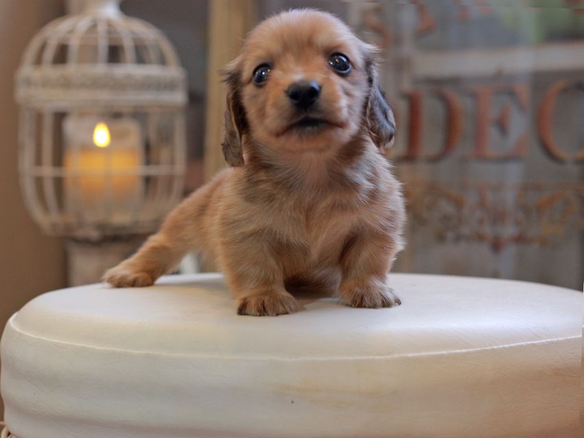 カニンヘン ダックスフンド コメロ&パッションの子犬 レディッシュイエロー 男の子