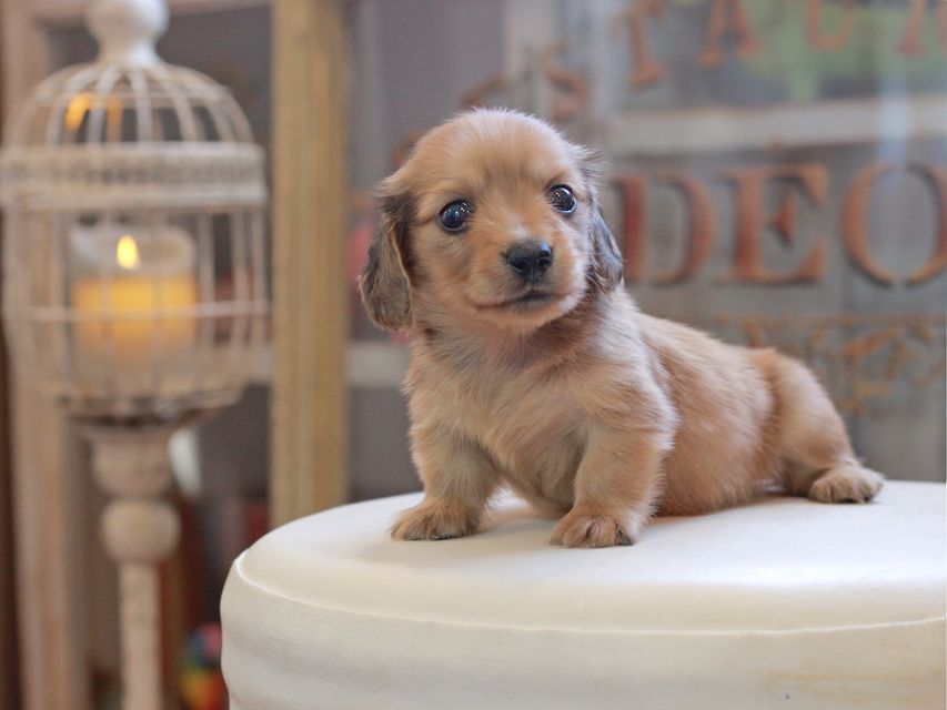 カニンヘン ダックスフンド コメロ&パッションの子犬 レディッシュイエロー 男の子