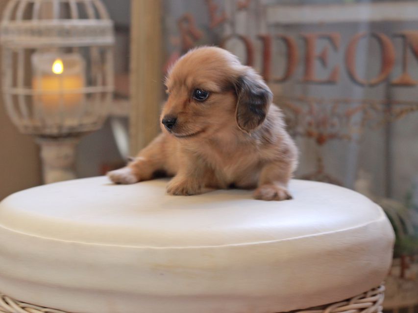 カニンヘン ダックスフンド コメロ&パッションの子犬 レディッシュイエロー 男の子