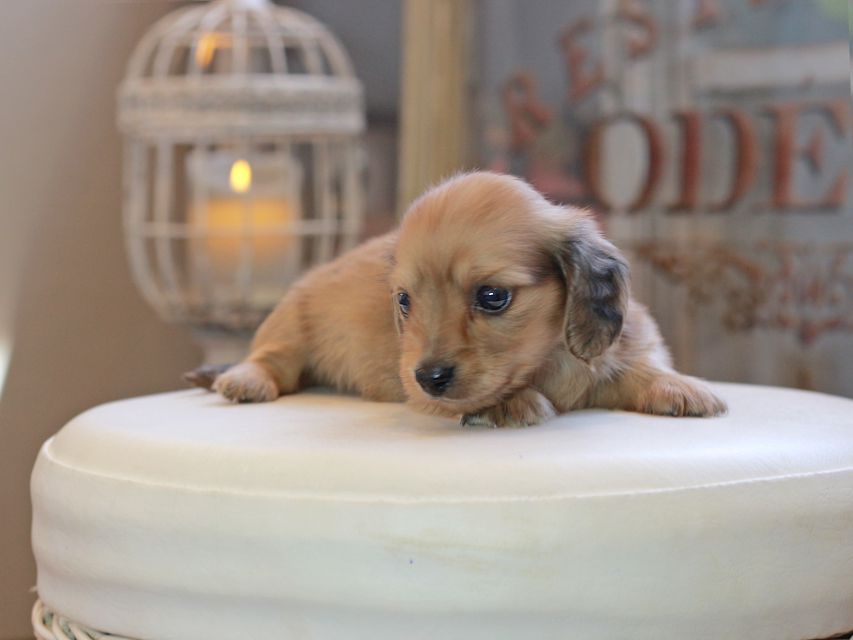 カニンヘン ダックスフンド コメロ&パッションの子犬 レディッシュイエロー 男の子