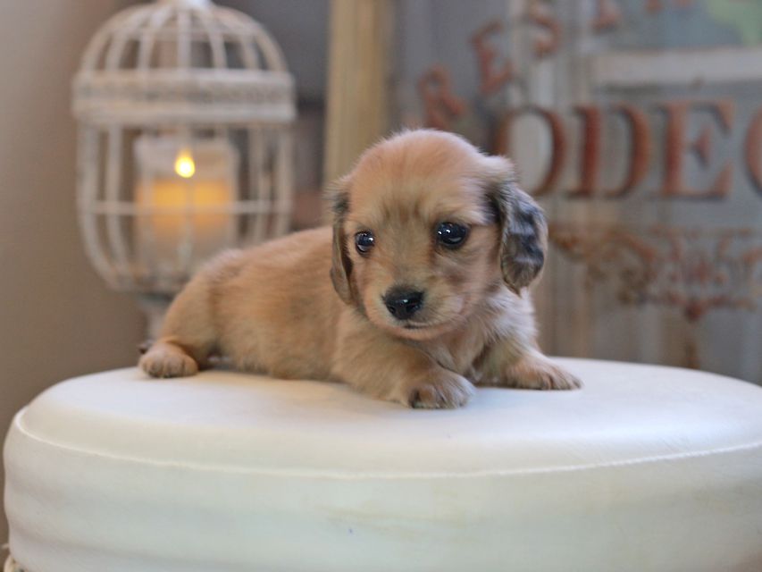 カニンヘン ダックスフンド コメロ&パッションの子犬 レディッシュイエロー 男の子