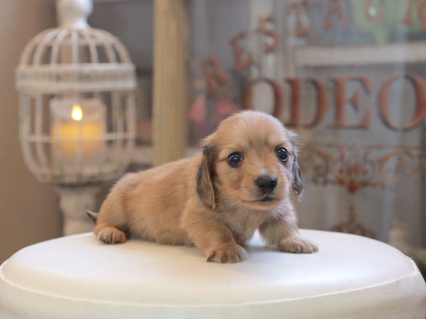 カニンヘン ダックスフンド コメロ&パッションの子犬 レディッシュイエロー 男の子