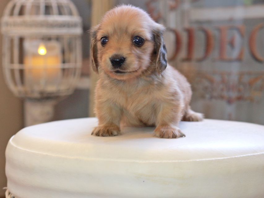 カニンヘン ダックスフンド コメロ&パッションの子犬 レディッシュイエロー 男の子