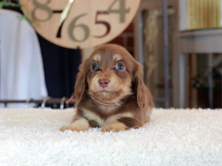 カニンヘン ダックスフンド 小町 & ナイトの子犬 チョコイエロー（チョコクリーム） 男の子