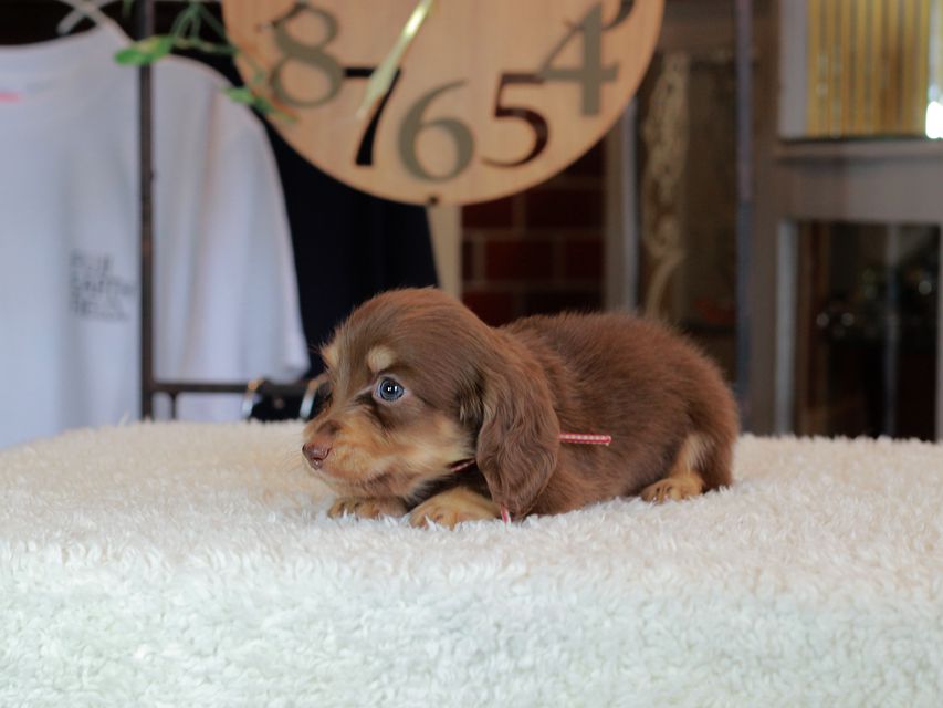 カニンヘン ダックスフンド 小町 & ナイトの子犬 チョコイエロー（チョコクリーム） 男の子
