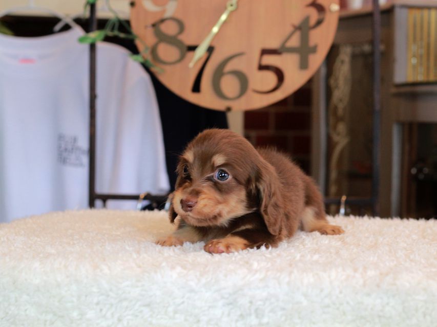 カニンヘン ダックスフンド 小町 & ナイトの子犬 チョコイエロー（チョコクリーム） 男の子