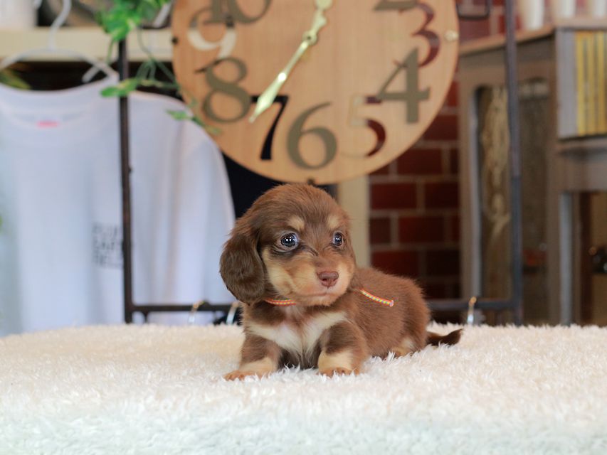 カニンヘン ダックスフンド 小町 & ナイトの子犬 チョコイエロー(チョコクリーム) 女の子IMG_6325 カニンヘン ダックスフンド 小町 & ナイトの子犬 チョコイエロー(チョコクリーム) 女の子