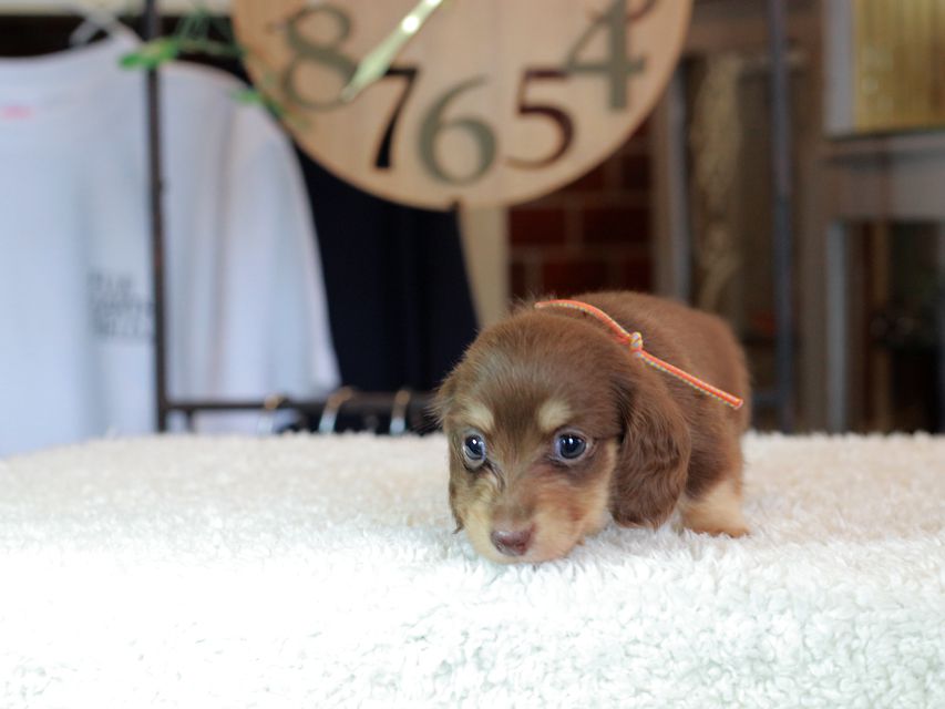 カニンヘン ダックスフンド 小町 & ナイトの子犬 チョコイエロー(チョコクリーム) 女の子IMG_6345 カニンヘン ダックスフンド 小町 & ナイトの子犬 チョコイエロー(チョコクリーム) 女の子