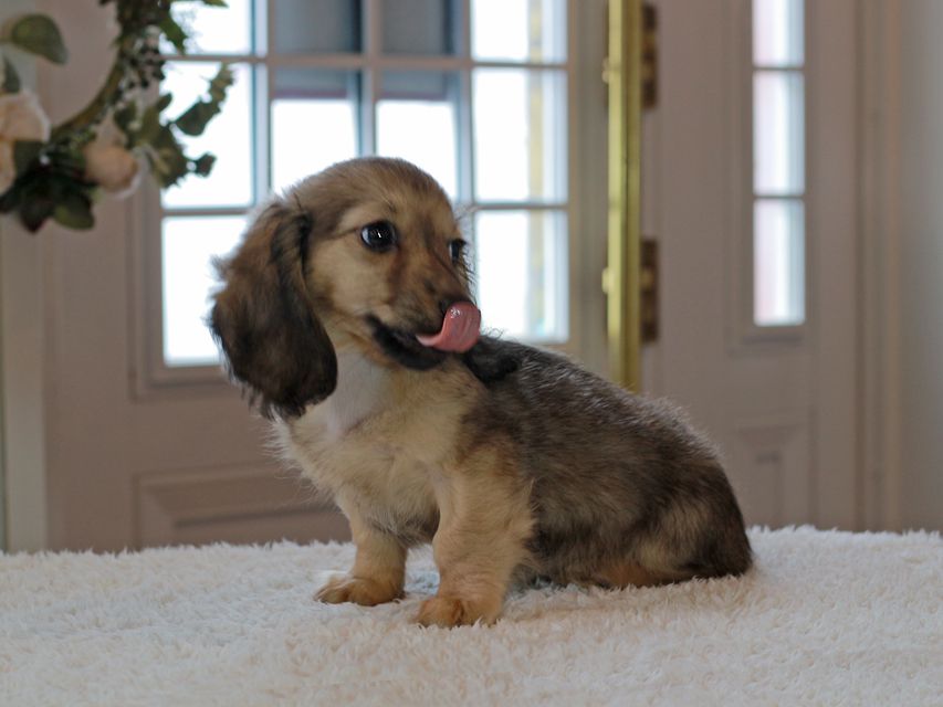 カニンヘン ダックスフンド コメロ & ホープCHの子犬 シェーデットイエロー（シェーデットクリーム） 男の子