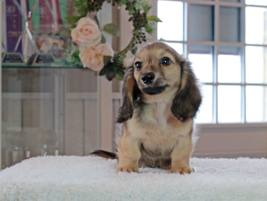 カニンヘン ダックスフンド コメロ & ホープCHの子犬 シェーデットイエロー（シェーデットクリーム） 男の子