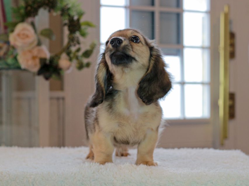 カニンヘン ダックスフンド コメロ & ホープCHの子犬 シェーデットイエロー（シェーデットクリーム） 男の子