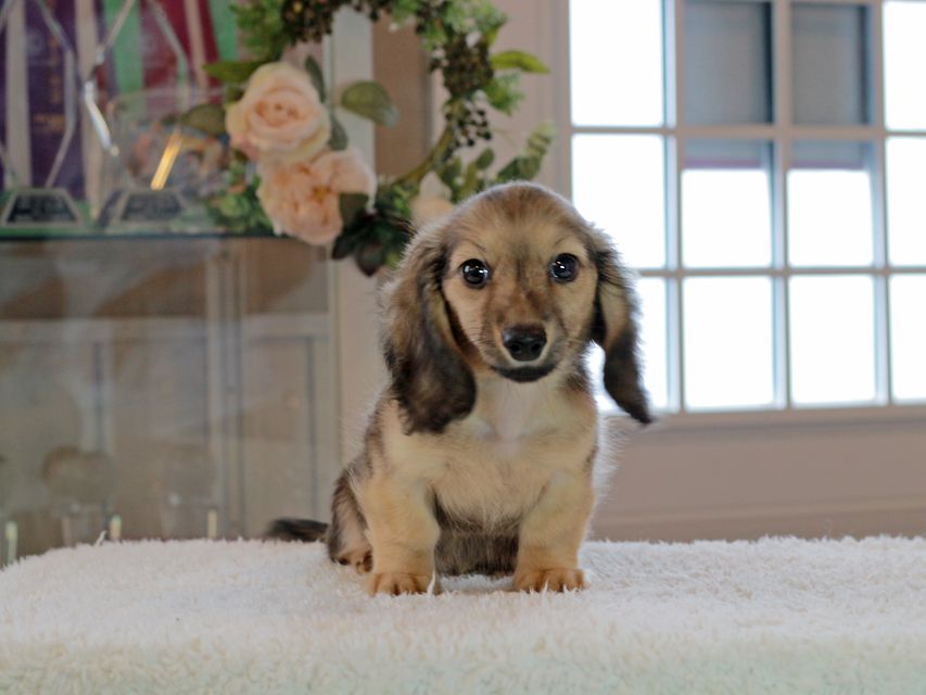 カニンヘン ダックスフンド コメロ & ホープCHの子犬 シェーデットイエロー（シェーデットクリーム） 男の子