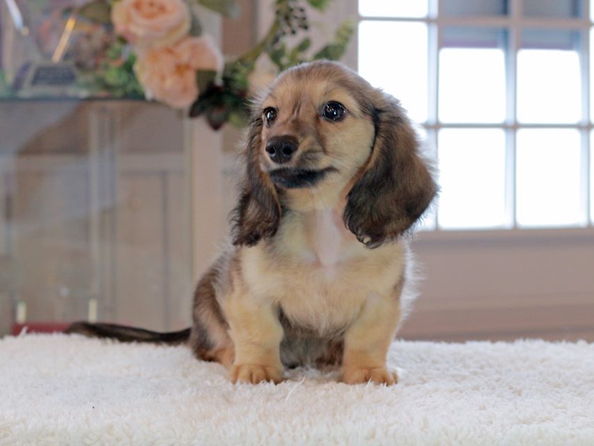 カニンヘン ダックスフンド コメロ & ホープCHの子犬 シェーデットイエロー（シェーデットクリーム） 男の子