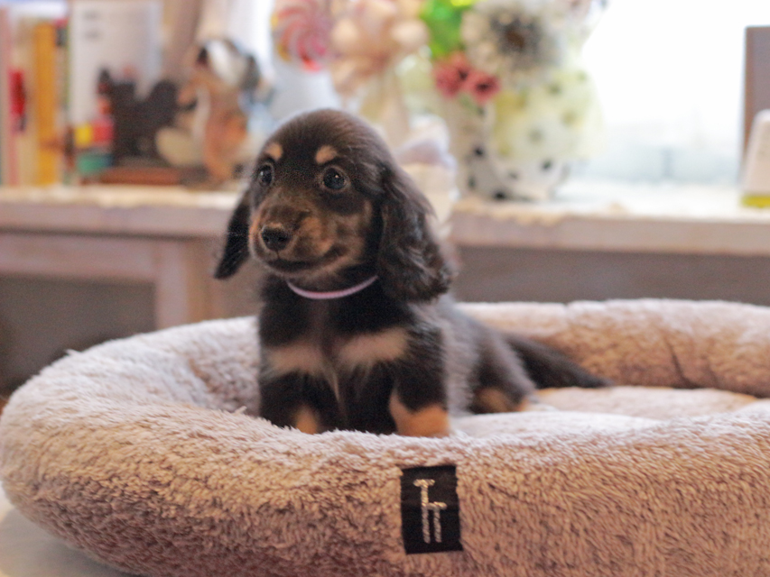 カニンヘン ダックスフンド 小町 & ナイトの子犬 ブラックイエロー（ブラッククリーム） 男の子（2）