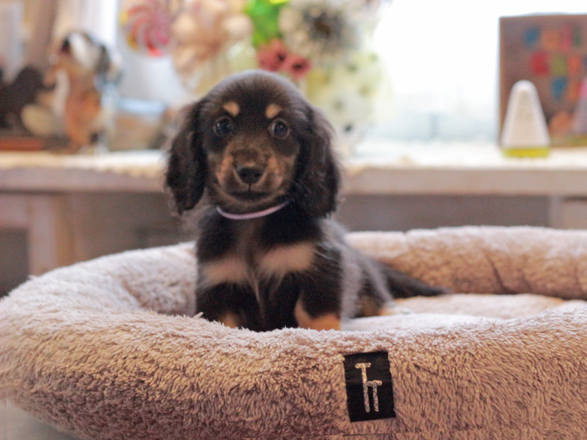 カニンヘン ダックスフンド 小町 & ナイトの子犬 ブラックイエロー（ブラッククリーム） 男の子（2）