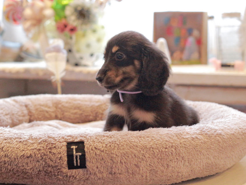 カニンヘン ダックスフンド 小町 & ナイトの子犬 ブラックイエロー（ブラッククリーム） 男の子（2）