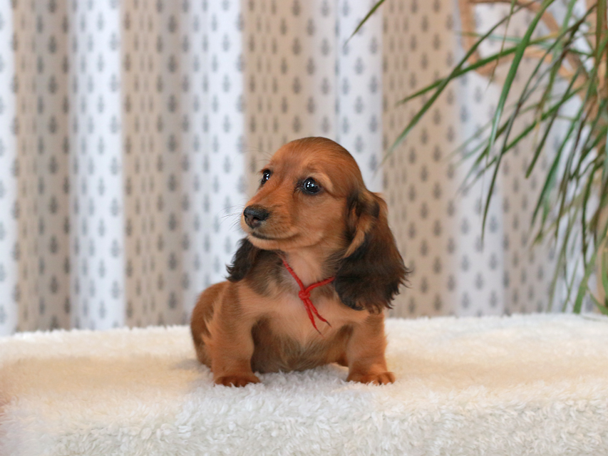 ミニチュア ダックスフンド ほたる & ジェットの子犬 レッド 女の子（1）