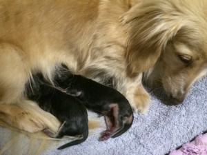 プリマ 4/21出産しました