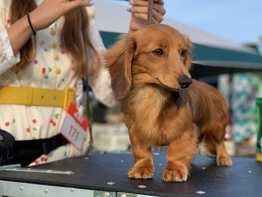 カニンヘン ダックスフンド 【ドッグショー】マカナ　エクセレントグループ