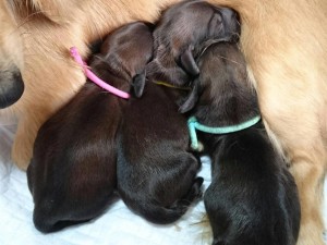 シュガー カニンヘンダックス