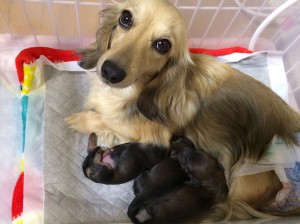 エルサ 5/8出産しました