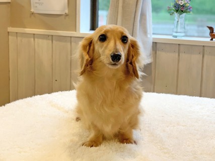 カニンヘンダックスフンド スミレ カニンヘンダックスフンド スミレ