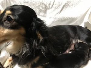 カニンヘンダックス かえで　10/22出産しました