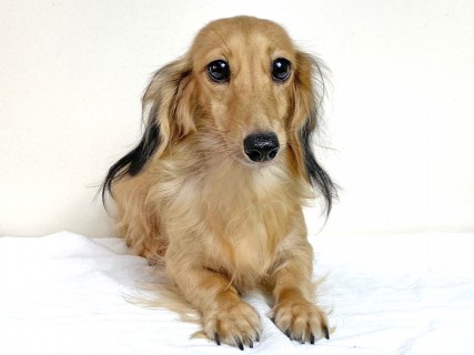 カニンヘンダックスフンド ロングヘアード ニコmt