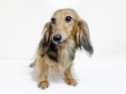 ビーmt カニンヘン ダックスフンド 3.8kg ロングヘアード シェーデットイエロー