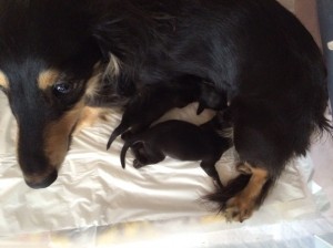 ダックスフンド カニンヘン あんず 5/25出産しました