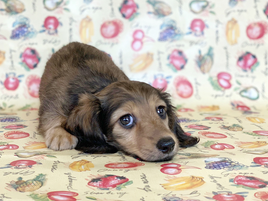 カニンヘンダックスフンド ニコmt & ビルズmtの子犬 シェーデットイエロー（シェーデットクリーム） 女の子 お写真初登場