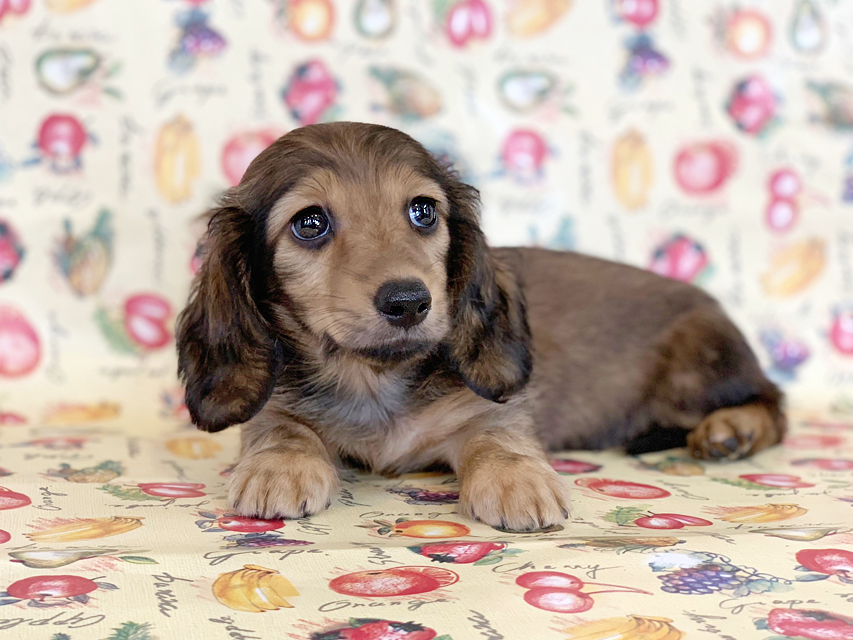 カニンヘンダックスフンド ニコmt & ビルズmtの子犬 シェーデットイエロー（シェーデットクリーム） 女の子 お写真初登場