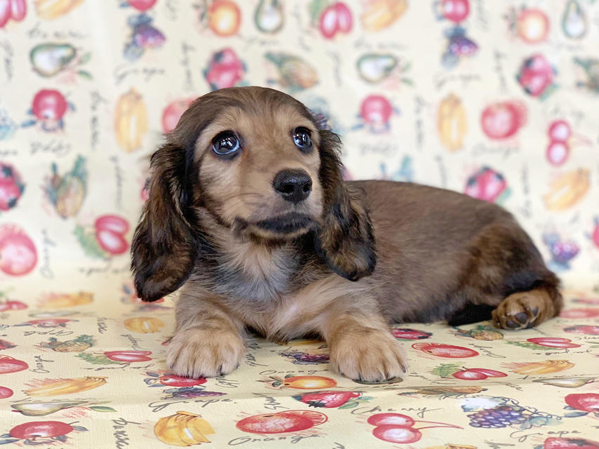 カニンヘンダックスフンド ニコmt & ビルズmtの子犬 シェーデットイエロー（シェーデットクリーム） 女の子 お写真初登場