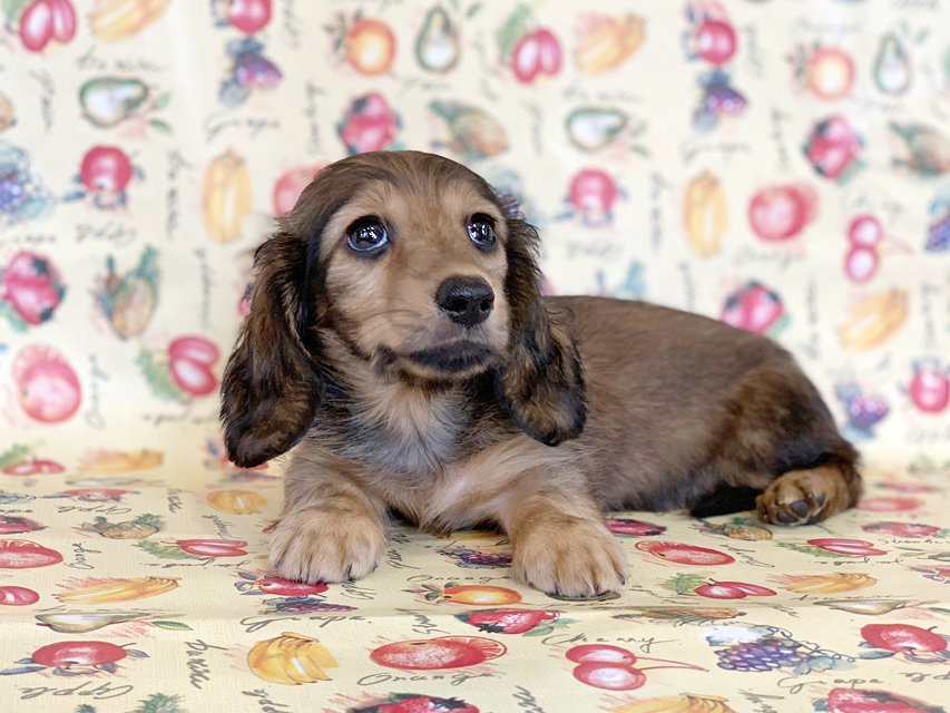 カニンヘンダックスフンド ニコmt & ビルズmtの子犬 シェーデットイエロー（シェーデットクリーム） 女の子 お写真初登場