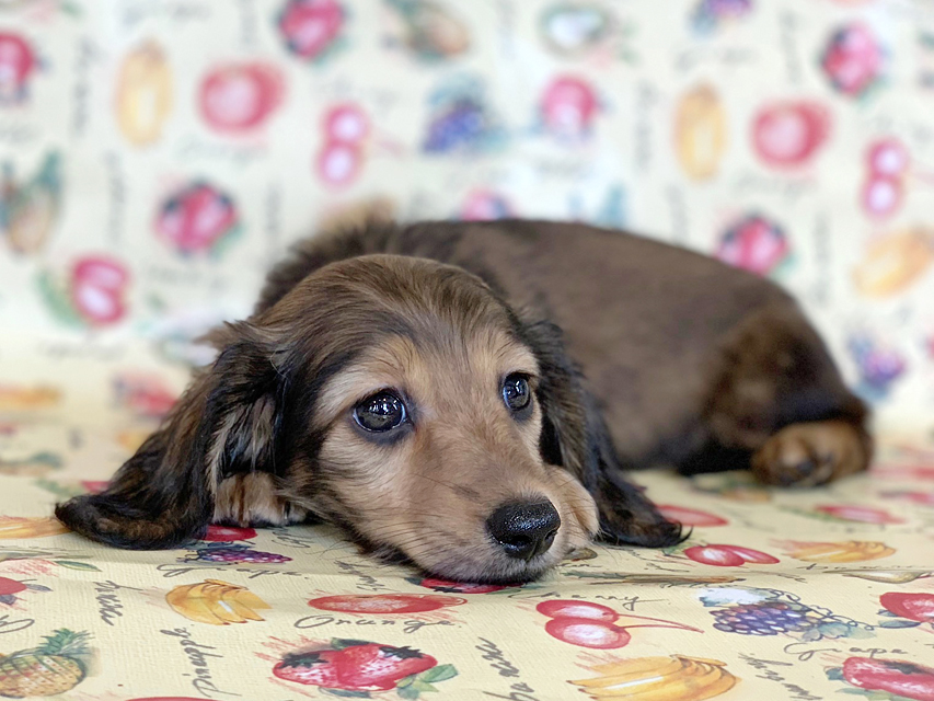 カニンヘンダックスフンド ニコmt & ビルズmtの子犬 シェーデットイエロー（シェーデットクリーム） 女の子 お写真初登場