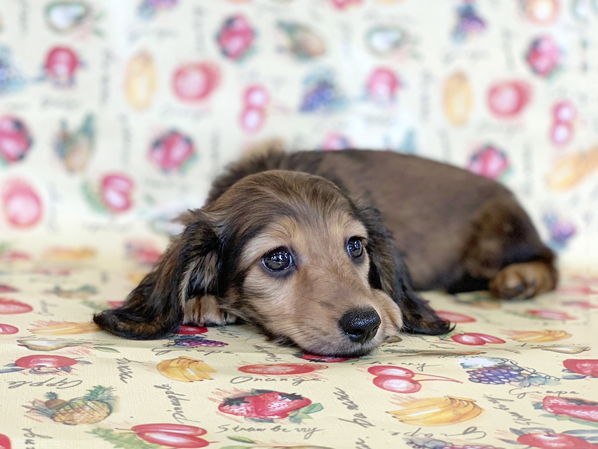 カニンヘンダックスフンド ニコmt & ビルズmtの子犬 シェーデットイエロー（シェーデットクリーム） 女の子 お写真初登場