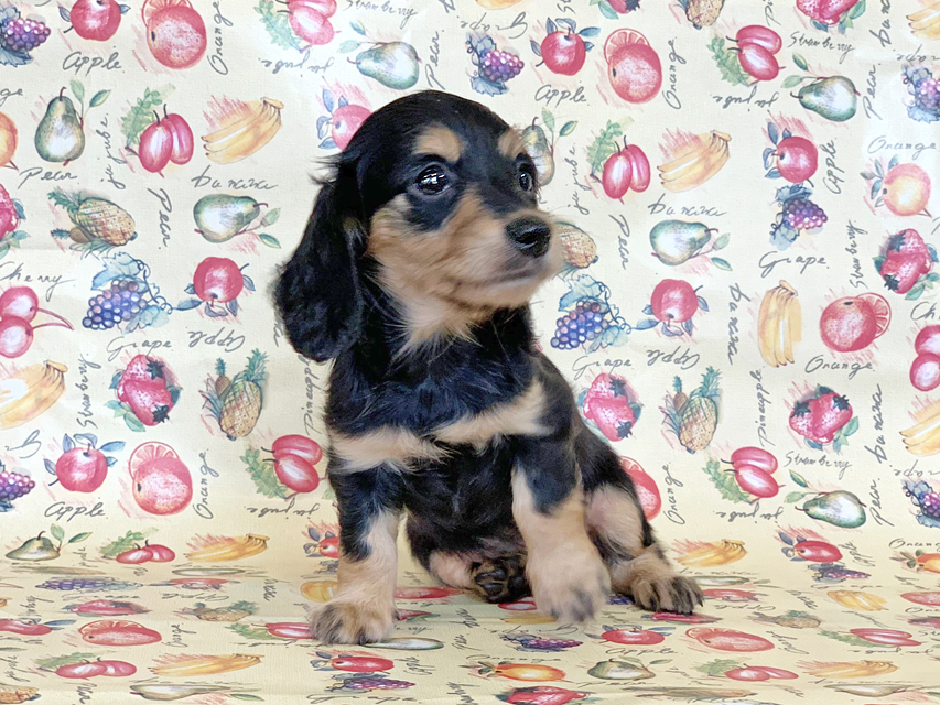 カニンヘンダックスフンド ビーmt & ボンmtの子犬 ブラックイエロー(ブラッククリーム) 女の子 お写真初登場IMG_7156 カニンヘンダックスフンド ビーmt & ボンmtの子犬 ブラックイエロー(ブラッククリーム) 女の子 お写真初登場