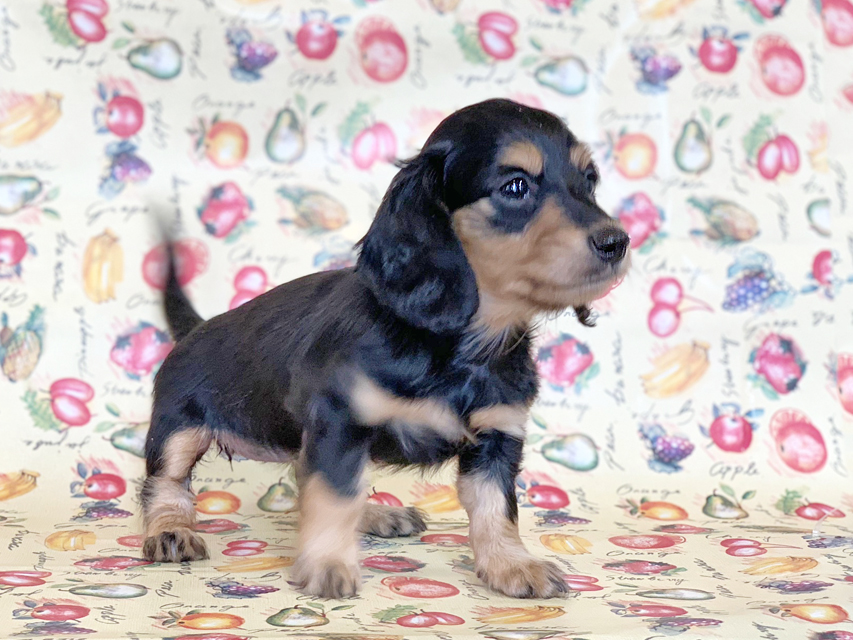 カニンヘンダックスフンド ビーmt & ボンmtの子犬 ブラックイエロー(ブラッククリーム) 女の子 お写真初登場IMG_7172 カニンヘンダックスフンド ビーmt & ボンmtの子犬 ブラックイエロー(ブラッククリーム) 女の子 お写真初登場
