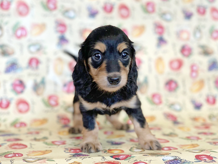 カニンヘンダックスフンド ビーmt & ボンmtの子犬 ブラックイエロー(ブラッククリーム) 女の子 お写真初登場IMG_7186 カニンヘンダックスフンド ビーmt & ボンmtの子犬 ブラックイエロー(ブラッククリーム) 女の子 お写真初登場