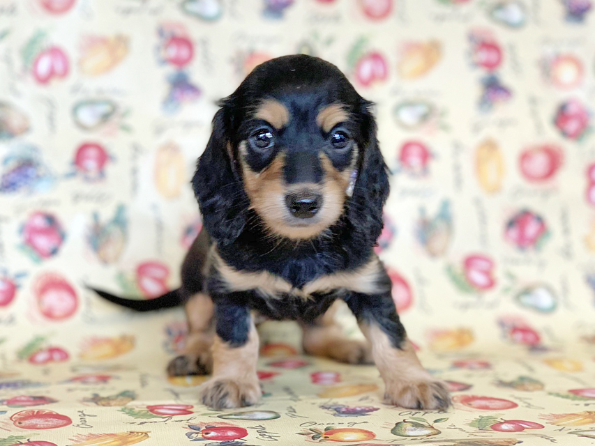 カニンヘンダックスフンド ビーmt & ボンmtの子犬 ブラックイエロー(ブラッククリーム) 女の子 お写真初登場IMG_7187 カニンヘンダックスフンド ビーmt & ボンmtの子犬 ブラックイエロー(ブラッククリーム) 女の子 お写真初登場