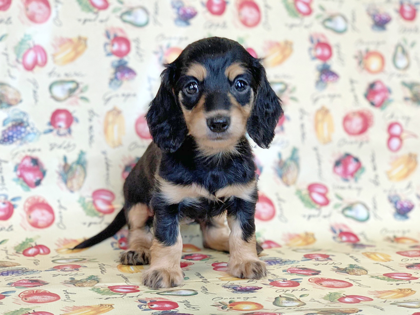 カニンヘンダックスフンド ビーmt & ボンmtの子犬 ブラックイエロー(ブラッククリーム) 女の子 お写真初登場IMG_7195 カニンヘンダックスフンド ビーmt & ボンmtの子犬 ブラックイエロー(ブラッククリーム) 女の子 お写真初登場