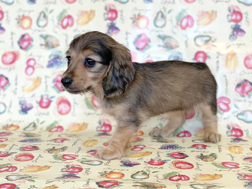 カニンヘンダックスフンド ビーmt & ボンmtの子犬 シェーデットイエロー(シェーデットクリーム) 女の子 お写真初登場IMG_7198 カニンヘンダックスフンド ビーmt & ボンmtの子犬 シェーデットイエロー(シェーデットクリーム) 女の子 お写真初登場