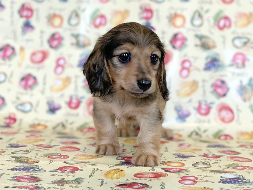 カニンヘンダックスフンド ビーmt & ボンmtの子犬 シェーデットイエロー(シェーデットクリーム) 女の子 お写真初登場IMG_7207 カニンヘンダックスフンド ビーmt & ボンmtの子犬 シェーデットイエロー(シェーデットクリーム) 女の子 お写真初登場