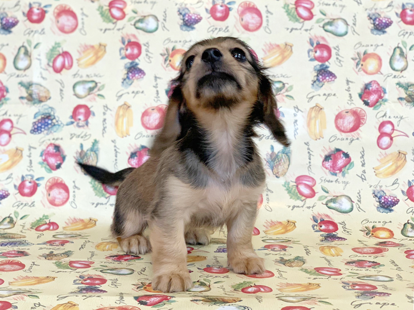 カニンヘンダックスフンド ビーmt & ボンmtの子犬 シェーデットイエロー(シェーデットクリーム) 女の子 お写真初登場IMG_7216 カニンヘンダックスフンド ビーmt & ボンmtの子犬 シェーデットイエロー(シェーデットクリーム) 女の子 お写真初登場