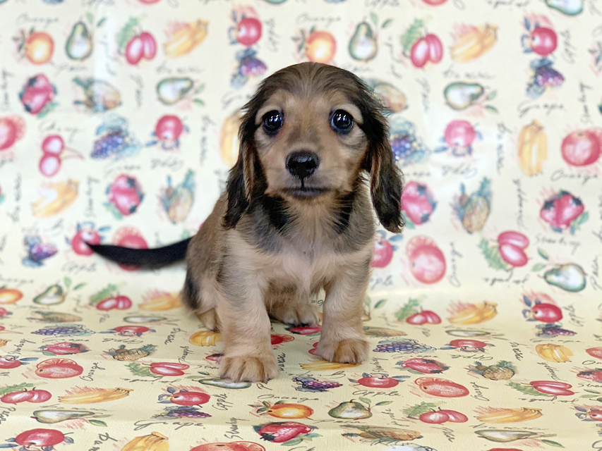 カニンヘンダックスフンド ビーmt & ボンmtの子犬 シェーデットイエロー(シェーデットクリーム) 女の子 お写真初登場IMG_7218 カニンヘンダックスフンド ビーmt & ボンmtの子犬 シェーデットイエロー(シェーデットクリーム) 女の子 お写真初登場